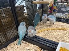 Baby Quaker Parrot Available now at Central Pet