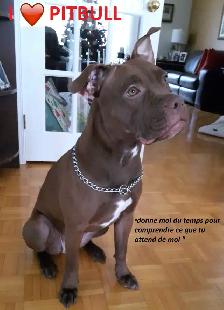 Pension 5 ETOILES pour chiens en milieu familial - Laval(^.^) - Photo 3