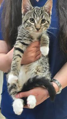 Adorable and lovely kittens for adoption!