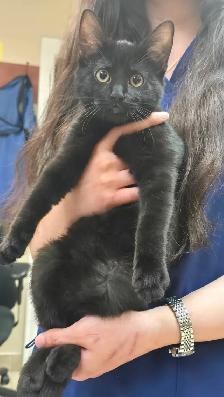 Adorable and lovely kittens for adoption! - Photo 2