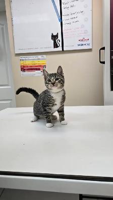 Adorable and lovely kittens for adoption! - Photo 3