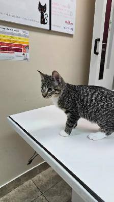 Adorable and lovely kittens for adoption! - Photo 4