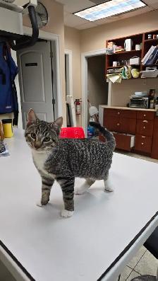 Adorable and lovely kittens for adoption! - Photo 5