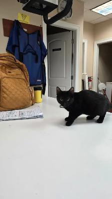 Adorable and lovely kittens for adoption! - Photo 6