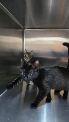 Adorable and lovely kittens for adoption! - Photo 7