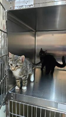 Adorable and lovely kittens for adoption! - Photo 8