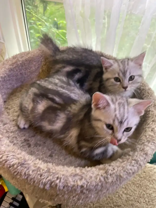 prestigious cats 5 -new kittens a available
