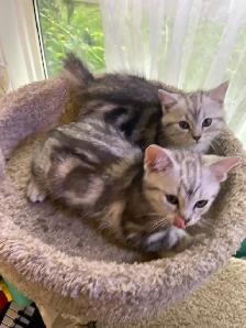 prestigious cats 5 -new kittens a available
