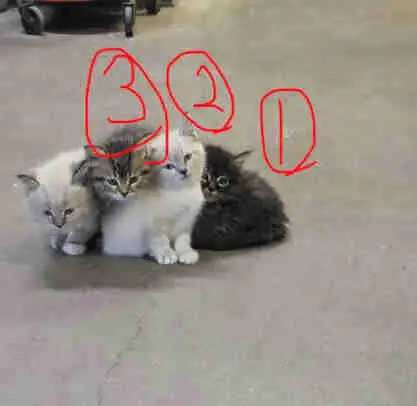 7 weeks kitties