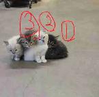 7 weeks kitties