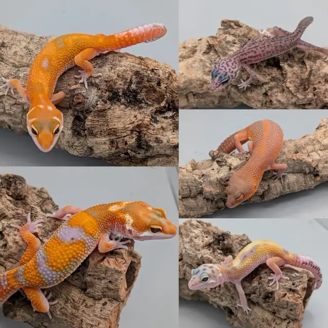 GECKO LÉOPARD GECKO