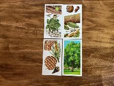 4. 1960 Brooke Bond Tea "TREES IN BRITAIN" Picture Cards !