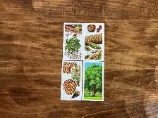 4. 1960 Brooke Bond Tea "TREES IN BRITAIN" Picture Cards ! - Photo 3