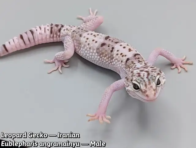 Iranian Leopard gecko/ East indian leopard gecko