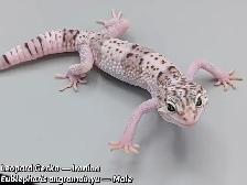 Iranian Leopard gecko/ East indian leopard gecko