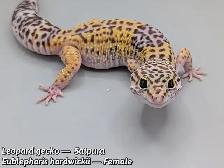 Iranian Leopard gecko/ East indian leopard gecko - Photo 2