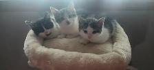 Petits Tresors cherchent sss nouvelles familles !!
