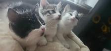 Petits Tresors cherchent sss nouvelles familles !! - Photo 3