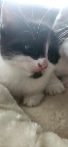 Petits Tresors cherchent sss nouvelles familles !! - Photo 4