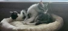 Petits Tresors cherchent sss nouvelles familles !! - Photo 5
