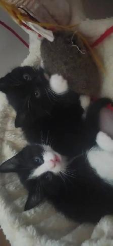 Petits Tresors cherchent sss nouvelles familles !! - Photo 8