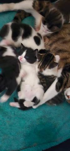 Petits Tresors cherchent sss nouvelles familles !! - Photo 9
