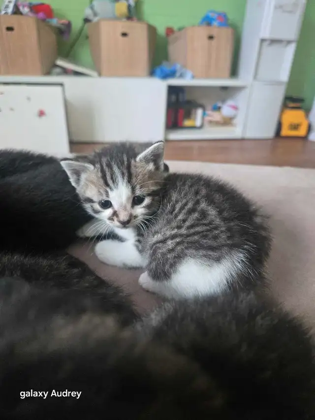 3 chatons