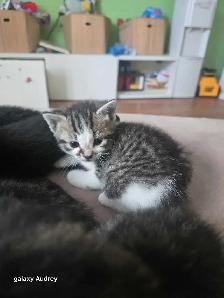 3 chatons