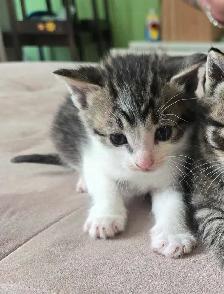 3 chatons - Photo 2
