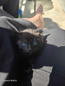 3 chatons - Photo 3