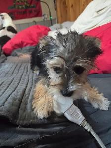 A Yorky terrier