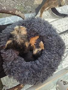 A Yorky terrier - Photo 2