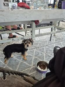 A Yorky terrier - Photo 3