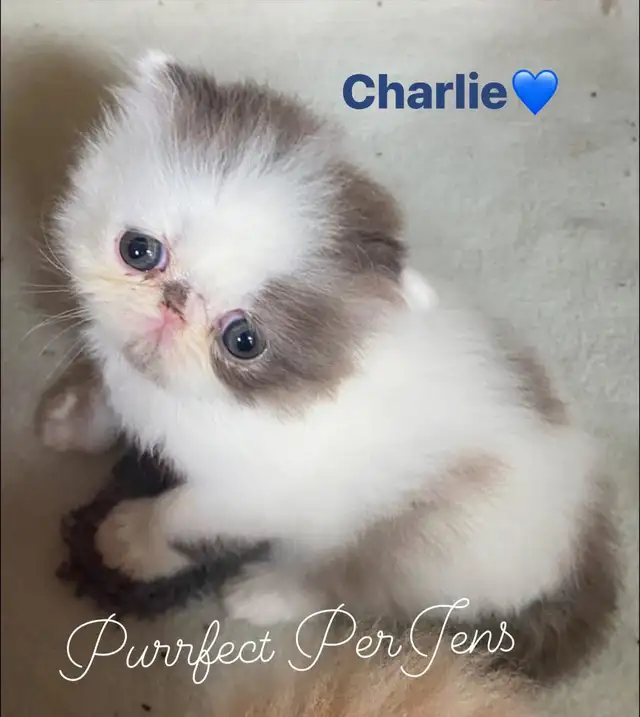 CFA Registered Exotic Long Hair Kittens 1 Male and 3 Females