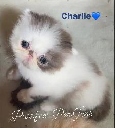CFA Registered Exotic Long Hair Kittens 1 Male and 3 Females