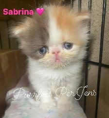 CFA Registered Exotic Long Hair Kittens 1 Male and 3 Females - Photo 2