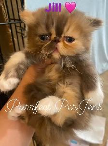 CFA Registered Exotic Long Hair Kittens 1 Male and 3 Females - Photo 3