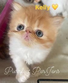 CFA Registered Exotic Long Hair Kittens 1 Male and 3 Females - Photo 4