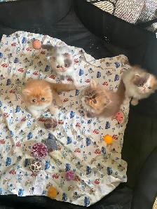 CFA Registered Exotic Long Hair Kittens 1 Male and 3 Females - Photo 5