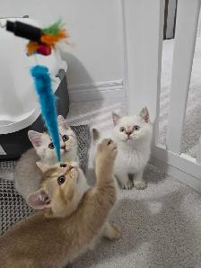 British Shorthair Kittens – Ready for Their Forever Homes! - Photo 9