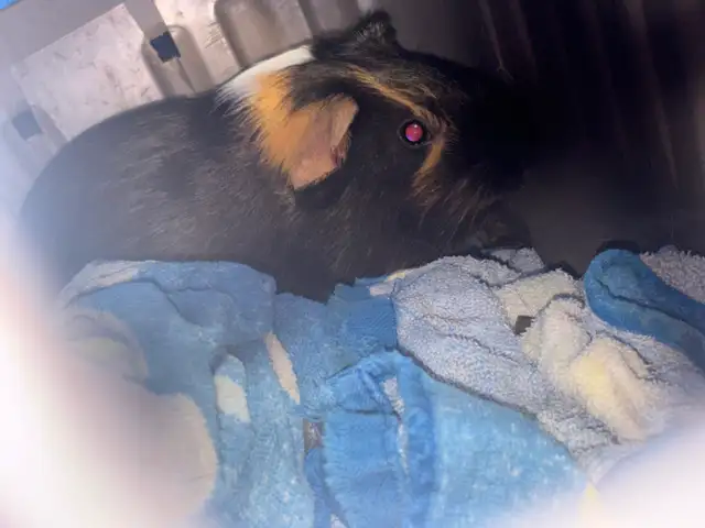 Male Guinea pig
