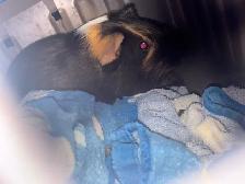 Male Guinea pig