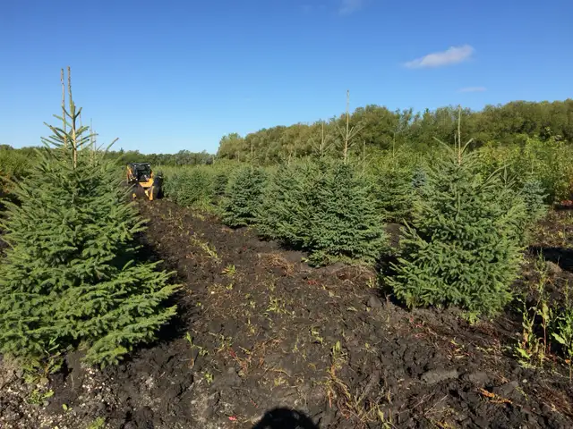 Trees for sale