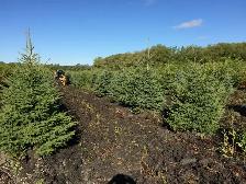 Trees for sale