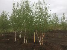 Trees for sale - Photo 3