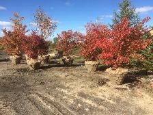Trees for sale - Photo 4