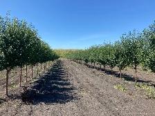 Trees for sale - Photo 6
