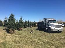 Trees for sale - Photo 7
