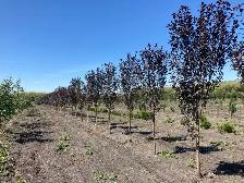 Trees for sale - Photo 8