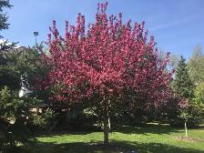 Trees for sale - Photo 9